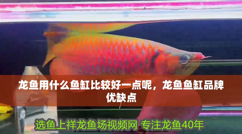 龍魚用什么魚缸比較好一點呢，龍魚魚缸品牌優缺點