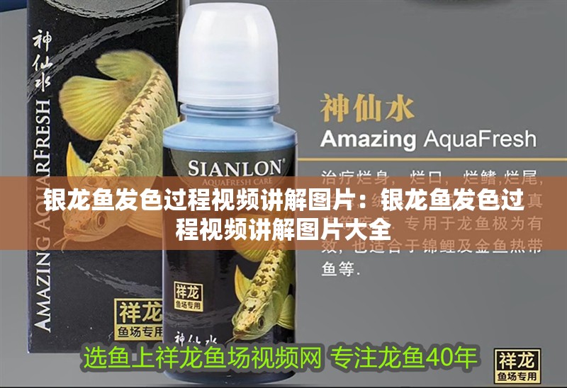 銀龍魚發色過程視頻講解圖片：銀龍魚發色過程視頻講解圖片大全