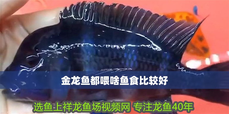 金龍魚都喂啥魚食比較好 龍魚百科 第2張 金龍魚都喂啥魚食比較好 金龍魚都喂啥魚食比較好 龍魚百科 第2張