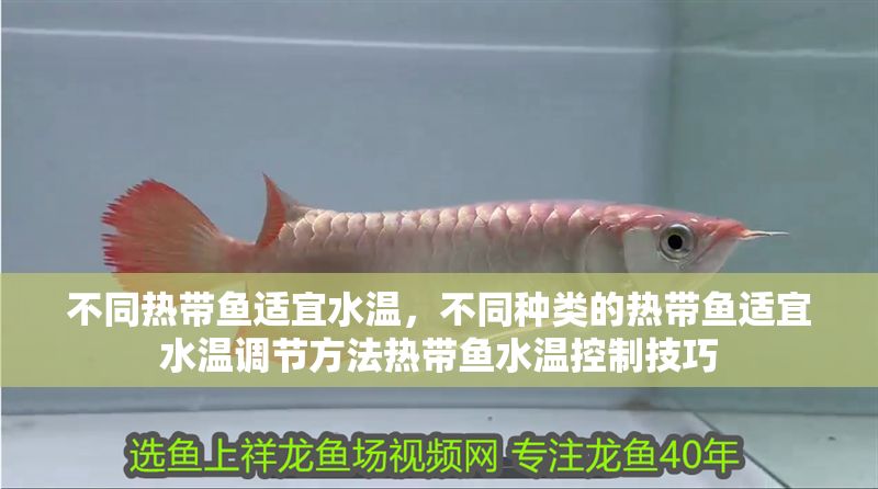 不同熱帶魚適宜水溫，不同種類的熱帶魚適宜水溫調(diào)節(jié)方法熱帶魚水溫控制技巧