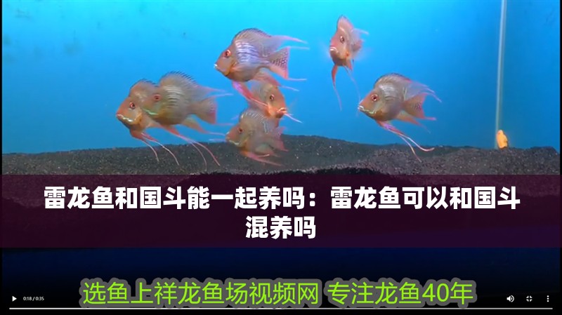 雷龍魚和國斗能一起養嗎：雷龍魚可以和國斗混養嗎