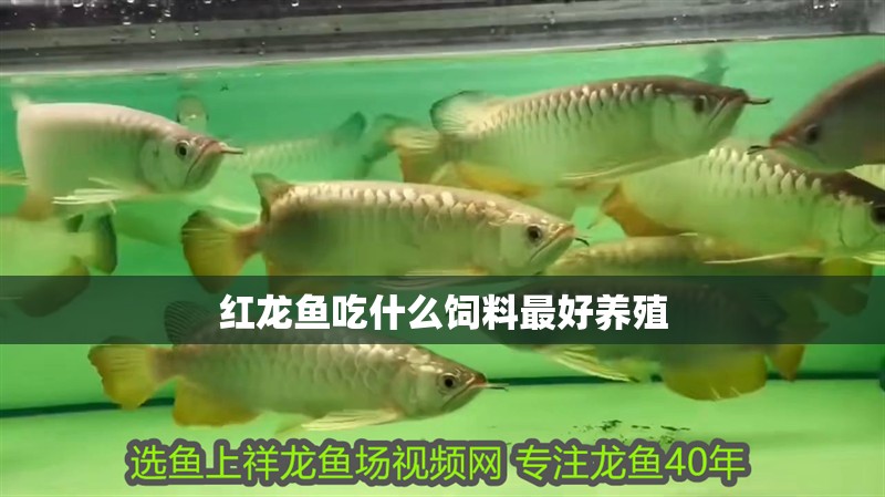 紅龍魚吃什么飼料最好養殖