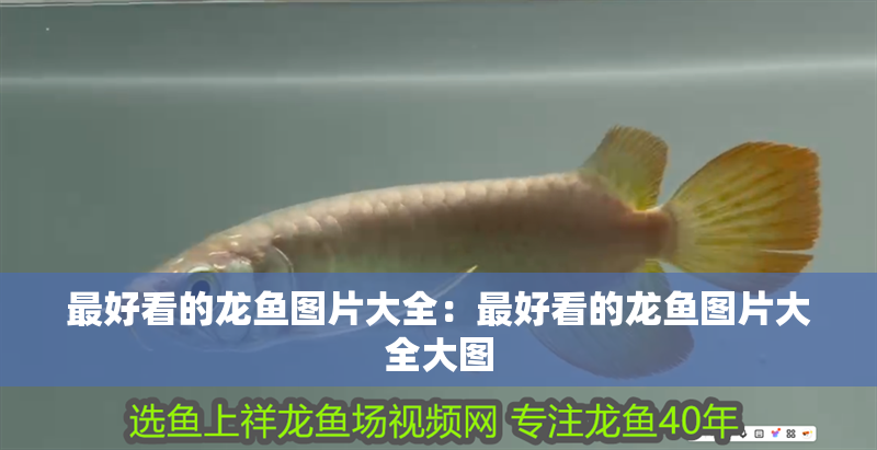 最好看的龍魚圖片大全：最好看的龍魚圖片大全大圖