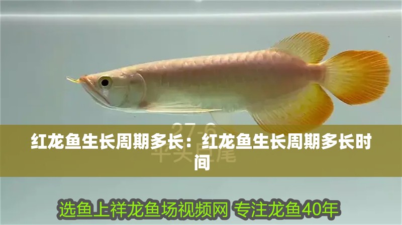 紅龍魚生長周期多長：紅龍魚生長周期多長時間