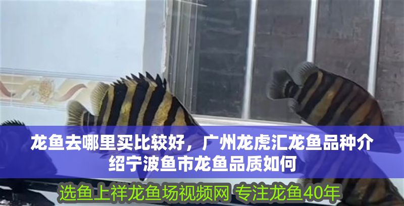 龍魚去哪里買比較好，廣州龍虎匯龍魚品種介紹寧波魚市龍魚品質如何