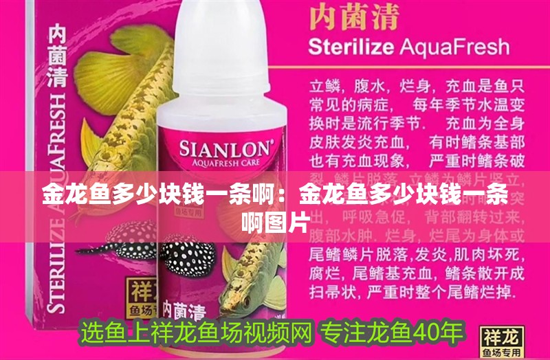 金龍魚多少塊錢一條啊：金龍魚多少塊錢一條啊圖片