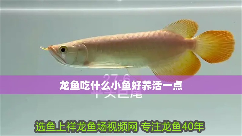 龍魚吃什么小魚好養(yǎng)活一點(diǎn)