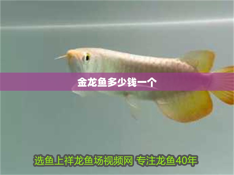金龍魚多少錢一個