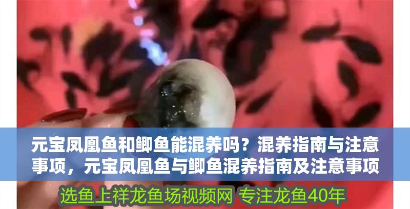 元寶鳳凰魚和鯽魚能混養嗎？混養指南與注意事項，元寶鳳凰魚與鯽魚混養指南及注意事項