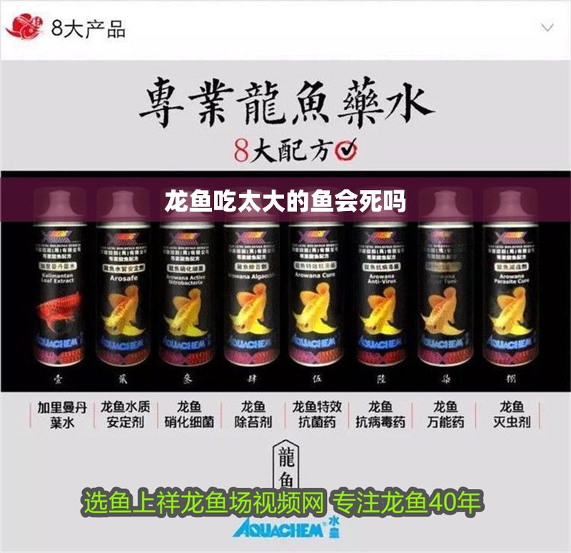 龍魚吃太大的魚會(huì)死嗎