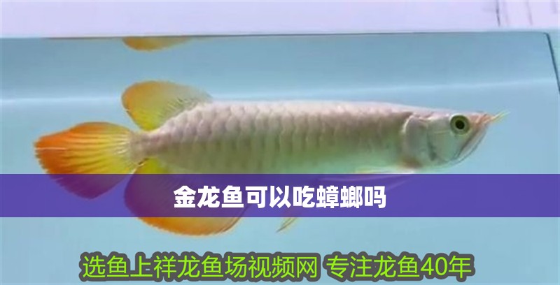 金龍魚可以吃蟑螂嗎