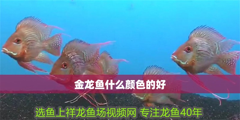金龍魚什么顏色的好