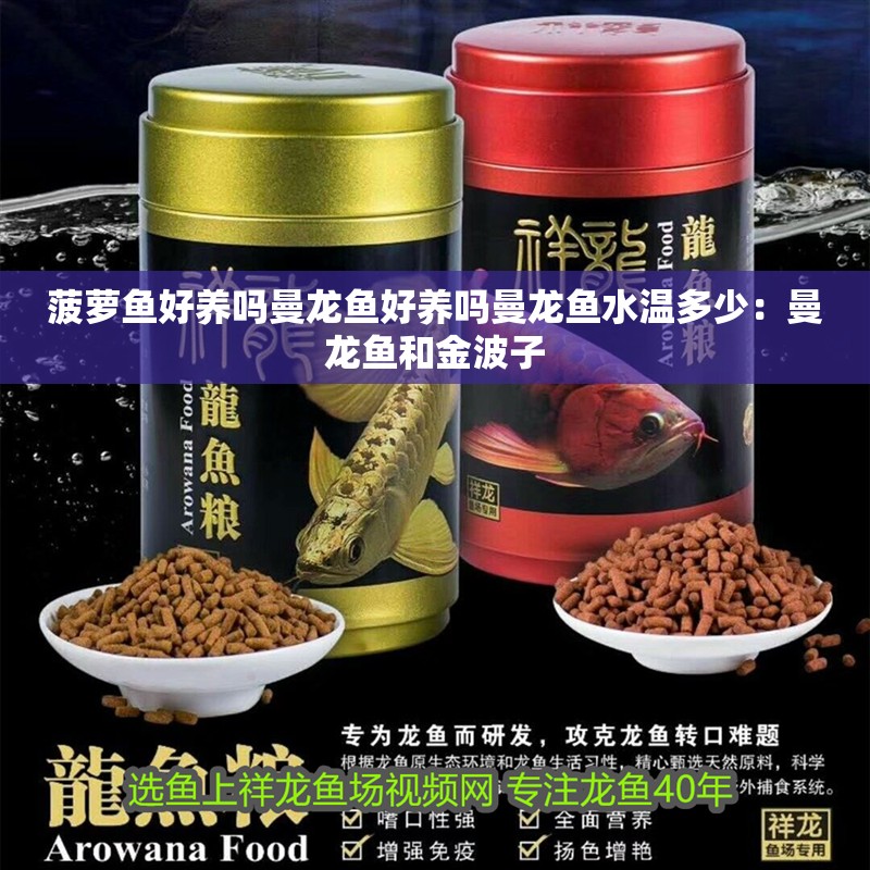 菠蘿魚好養嗎曼龍魚好養嗎曼龍魚水溫多少：曼龍魚和金波子