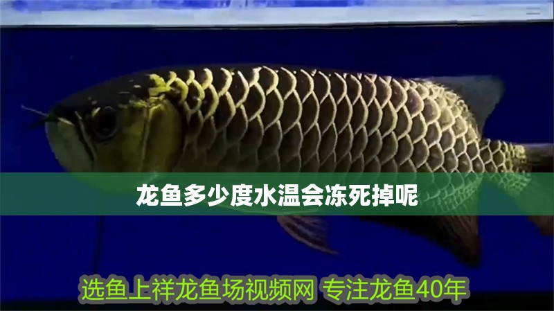 龍魚多少度水溫會凍死掉呢