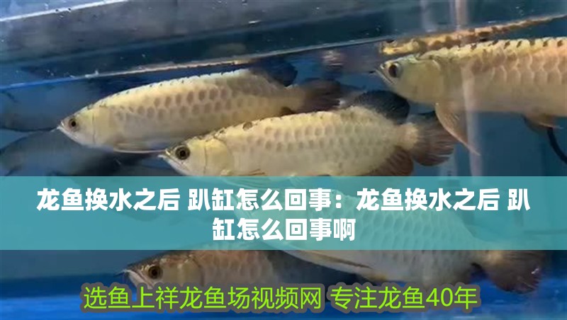 龍魚換水之后 趴缸怎么回事：龍魚換水之后 趴缸怎么回事啊