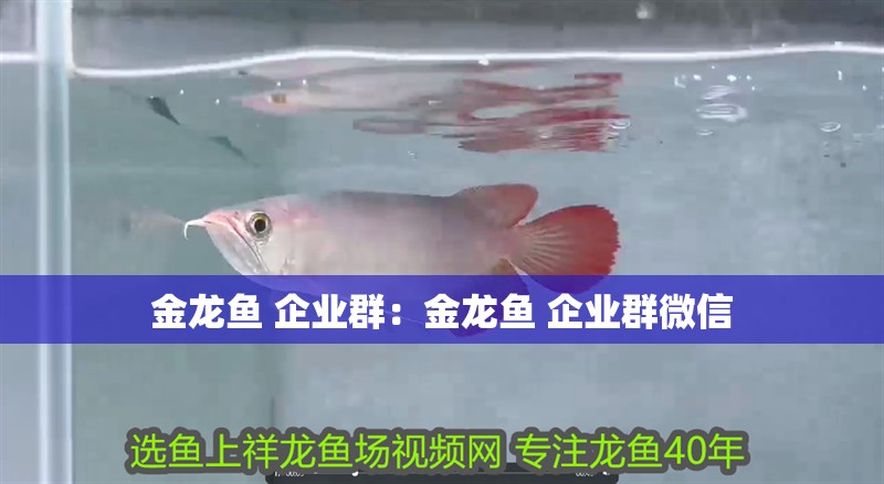 金龍魚 企業群：金龍魚 企業群微信