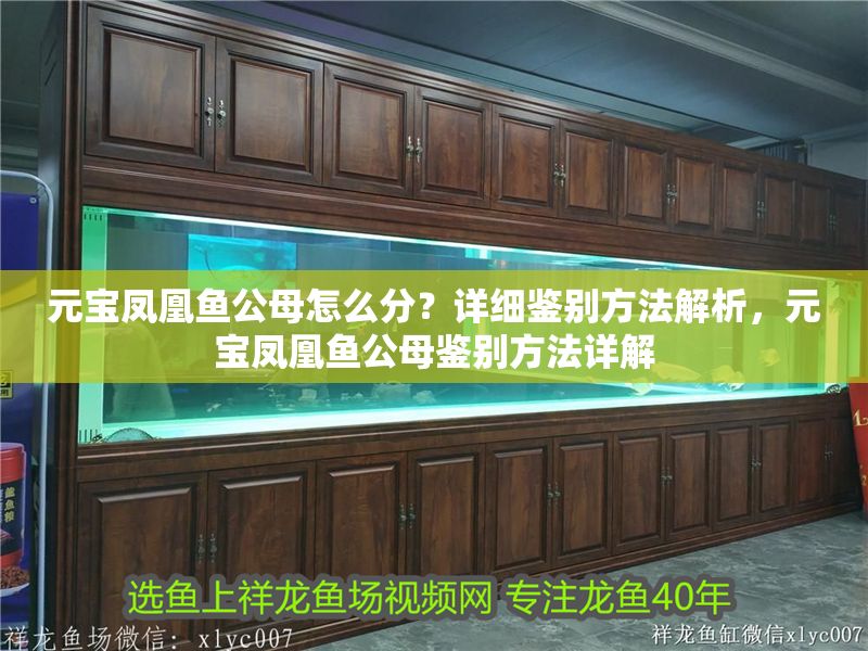 元寶鳳凰魚公母怎么分？詳細鑒別方法解析，元寶鳳凰魚公母鑒別方法詳解