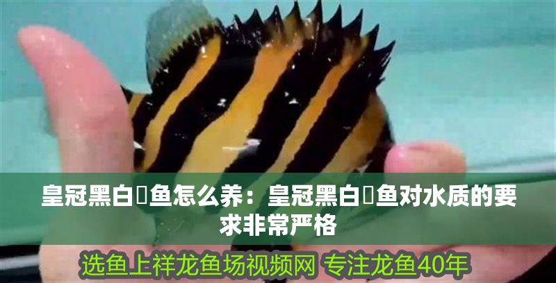 皇冠黑白魟魚怎么養：皇冠黑白魟魚對水質的要求非常嚴格