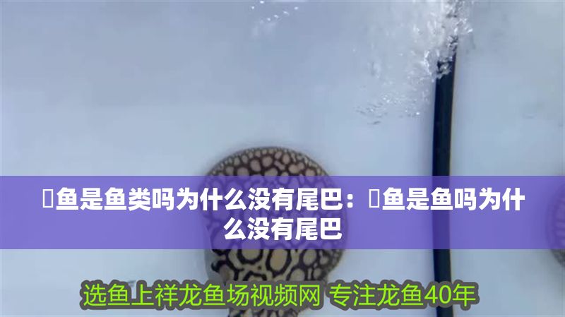 魟魚(yú)是魚(yú)類(lèi)嗎為什么沒(méi)有尾巴：魟魚(yú)是魚(yú)嗎為什么沒(méi)有尾巴