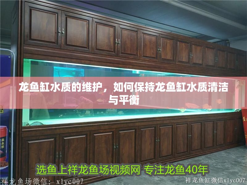 龍魚缸水質的維護，如何保持龍魚缸水質清潔與平衡