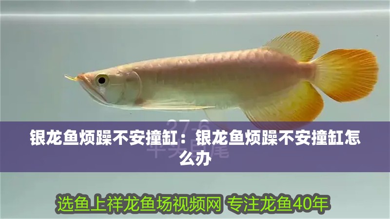 銀龍魚煩躁不安撞缸：銀龍魚煩躁不安撞缸怎么辦