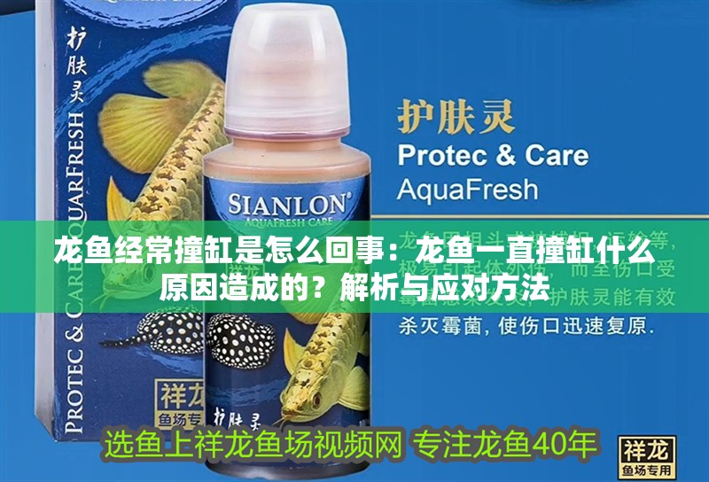 龍魚經(jīng)常撞缸是怎么回事：龍魚一直撞缸什么原因造成的？解析與應對方法