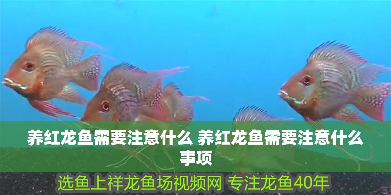 養(yǎng)紅龍魚需要注意什么 養(yǎng)紅龍魚需要注意什么事項 養(yǎng)紅龍魚需要注意什么 養(yǎng)紅龍魚需要注意什么事項 魚缸百科 第1張