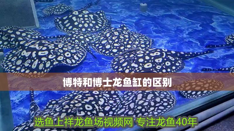 博特和博士龍魚缸的區別