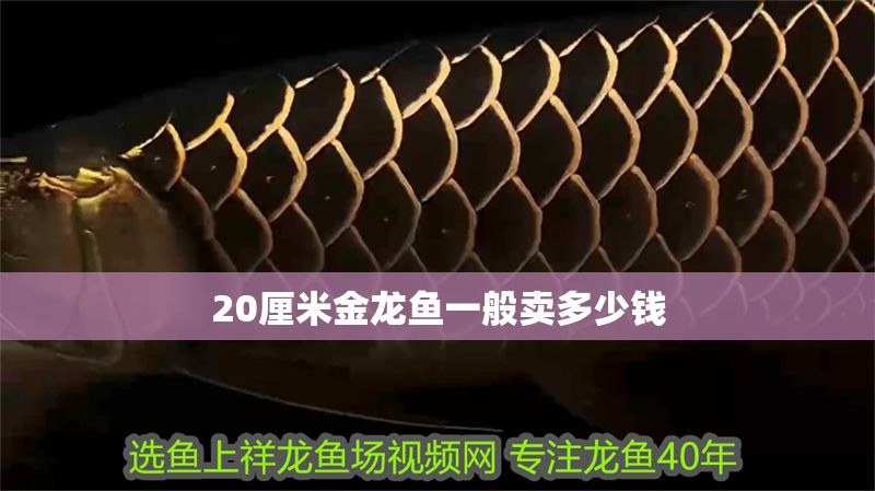 20厘米金龍魚(yú)一般賣多少錢