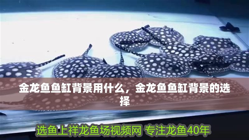 金龍魚魚缸背景用什么，金龍魚魚缸背景的選擇