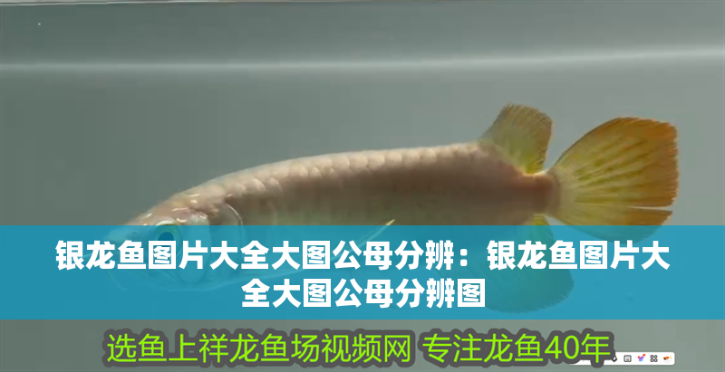 銀龍魚圖片大全大圖公母分辨：銀龍魚圖片大全大圖公母分辨圖