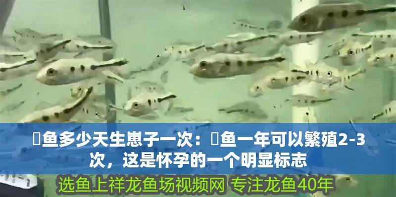 魟魚多少天生崽子一次：魟魚一年可以繁殖2-3次，這是懷孕的一個(gè)明顯標(biāo)志