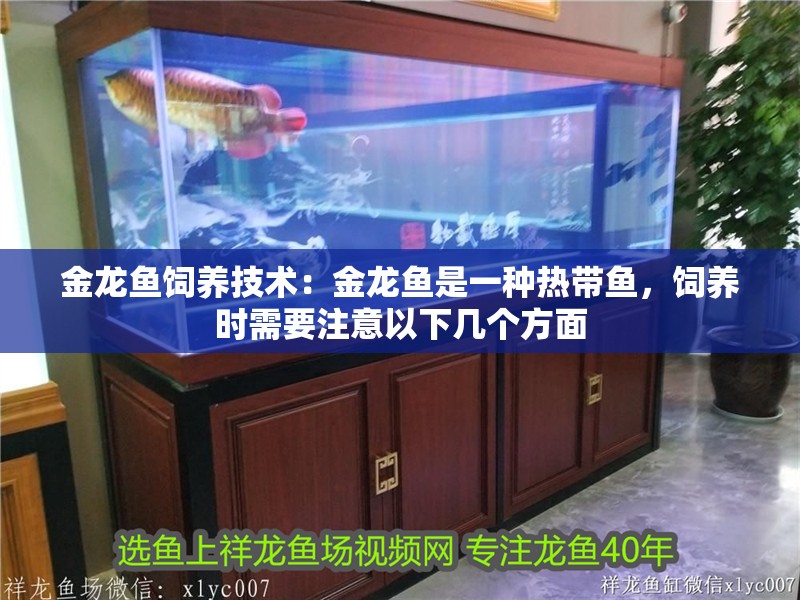 金龍魚飼養技術：金龍魚是一種熱帶魚，飼養時需要注意以下幾個方面