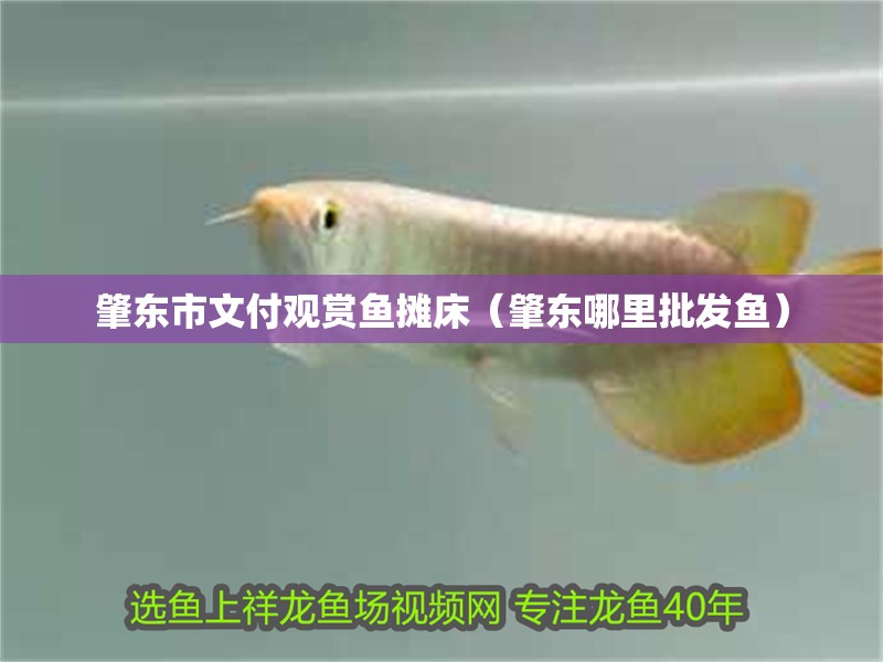 肇東市文付觀賞魚攤床（肇東哪里批發魚）