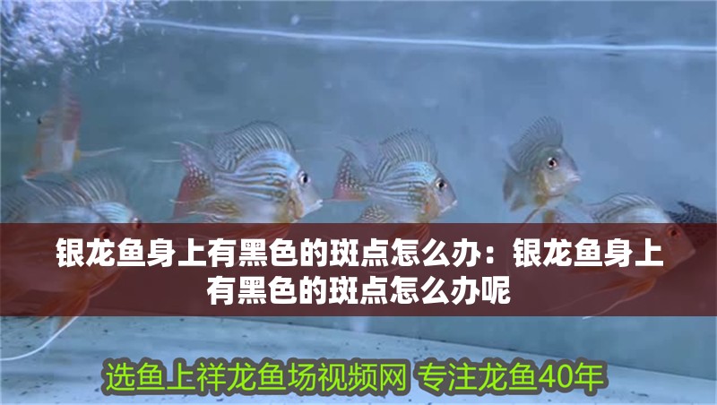 銀龍魚身上有黑色的斑點怎么辦：銀龍魚身上有黑色的斑點怎么辦呢
