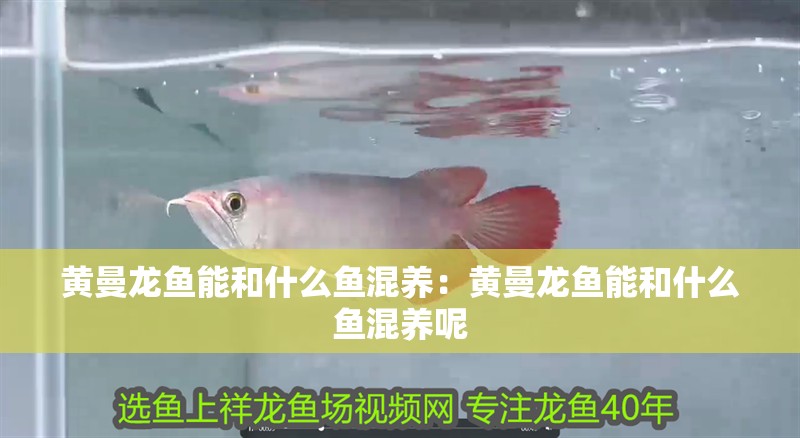 黃曼龍魚能和什么魚混養(yǎng)：黃曼龍魚能和什么魚混養(yǎng)呢