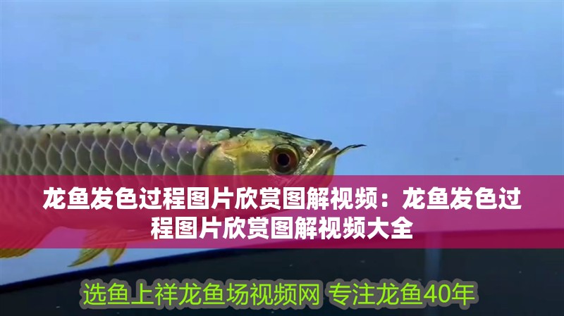 龍魚發色過程圖片欣賞圖解視頻：龍魚發色過程圖片欣賞圖解視頻大全