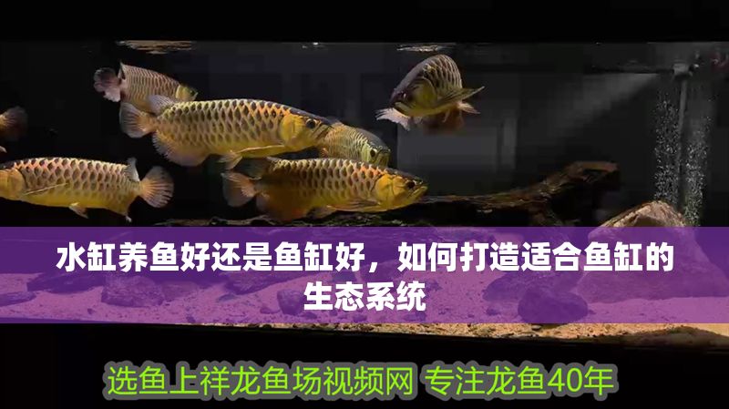 水缸養魚好還是魚缸好，如何打造適合魚缸的生態系統