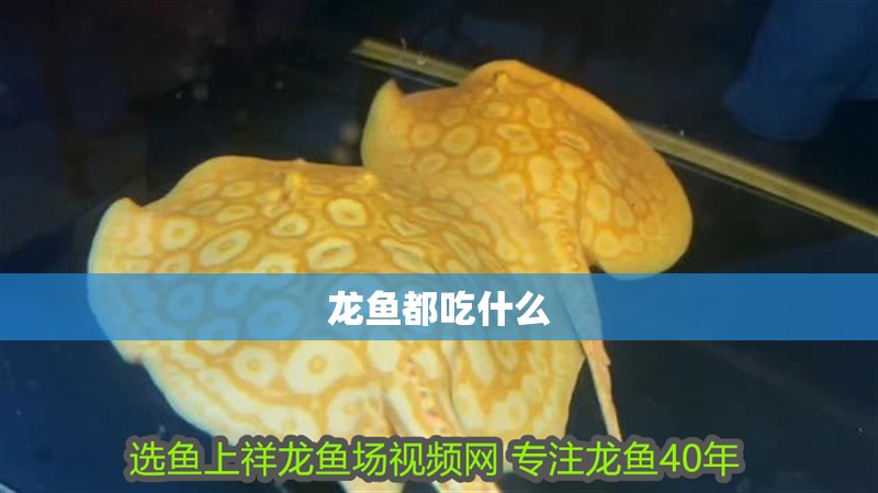 龍魚都吃什么