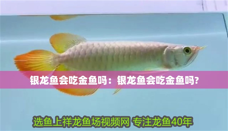 銀龍魚會吃金魚嗎：銀龍魚會吃金魚嗎?