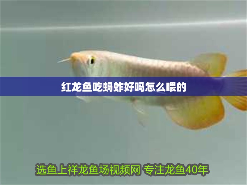 紅龍魚吃螞蚱好嗎怎么喂的