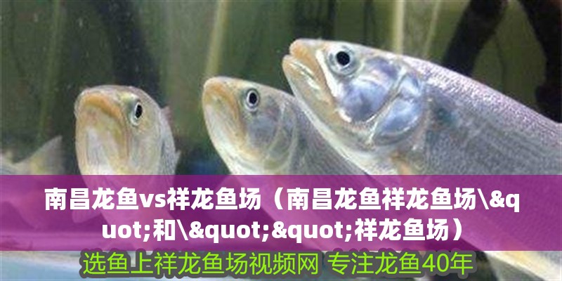 南昌龍魚vs祥龍魚場（南昌龍魚祥龍魚場\"和\""祥龍魚場）
