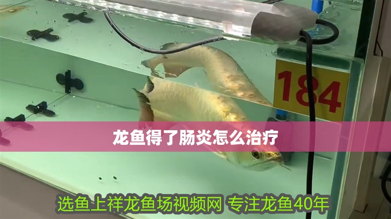 龍魚得了腸炎怎么治療