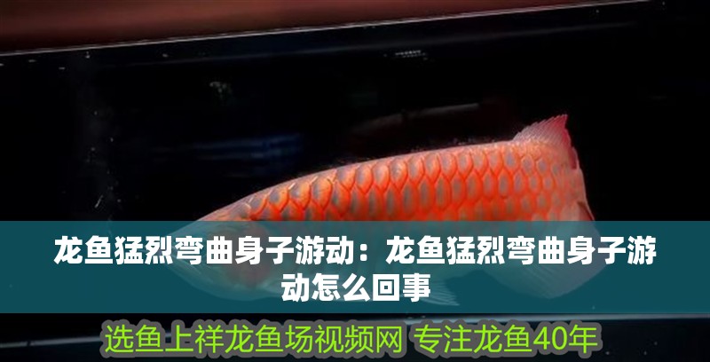 龍魚猛烈彎曲身子游動：龍魚猛烈彎曲身子游動怎么回事