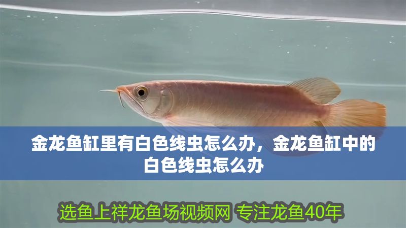 金龍魚缸里有白色線蟲怎么辦，金龍魚缸中的白色線蟲怎么辦