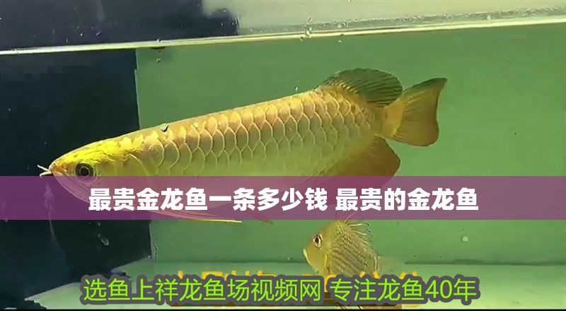 最貴金龍魚(yú)一條多少錢 最貴的金龍魚(yú)