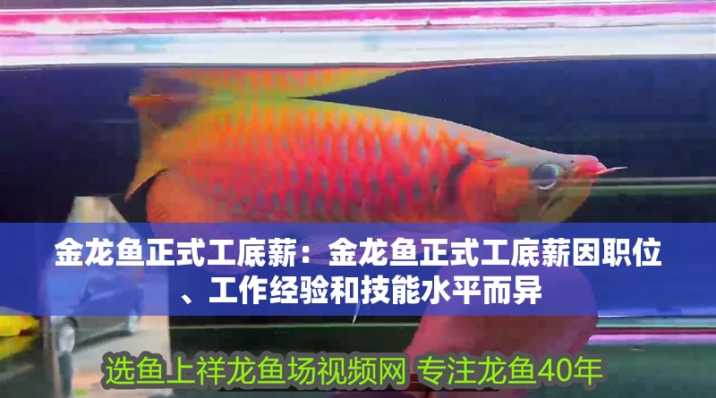 金龍魚正式工底薪：金龍魚正式工底薪因職位、工作經驗和技能水平而異