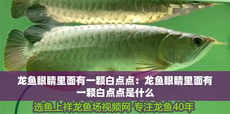 龍魚(yú)眼睛里面有一顆白點(diǎn)點(diǎn)：龍魚(yú)眼睛里面有一顆白點(diǎn)點(diǎn)是什么