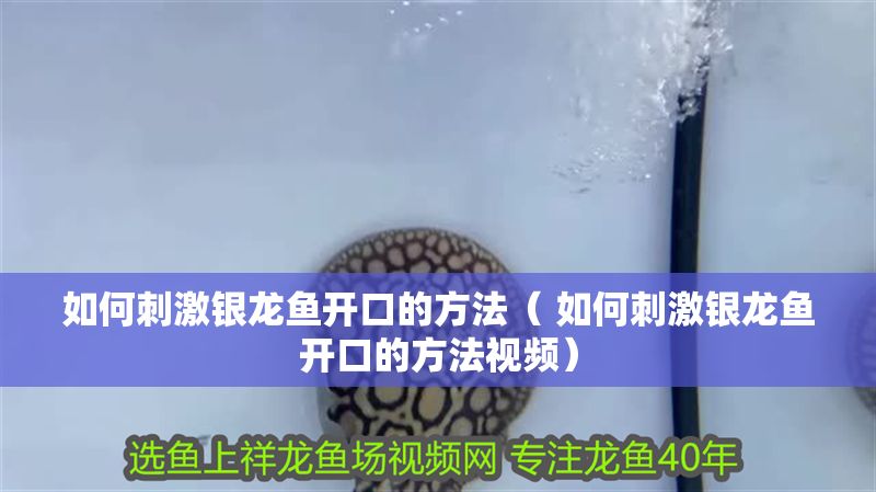 如何刺激銀龍魚開口的方法（ 如何刺激銀龍魚開口的方法視頻）