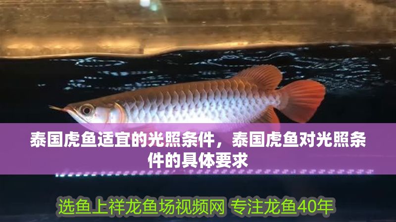 泰國虎魚適宜的光照條件，泰國虎魚對光照條件的具體要求